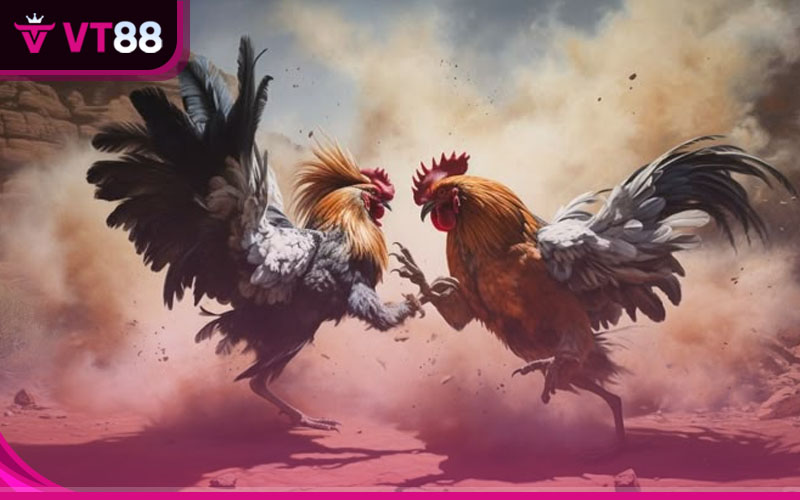 VT88 còn cung cấp những dữ liệu, kiến thức chọn gà chọi quý báu tổng hợp từ các chuyên gia hàng đầu
