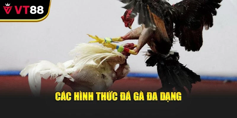 Các hình thức đá gà đa dạng