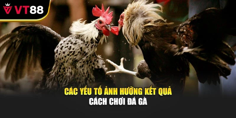 Các yếu tố ảnh hưởng kết quả cách chơi đá gà