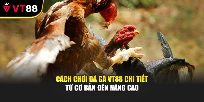Cách Chơi Đá Gà Vt88 Chi Tiết Từ Cơ Bản Đến Nâng Cao