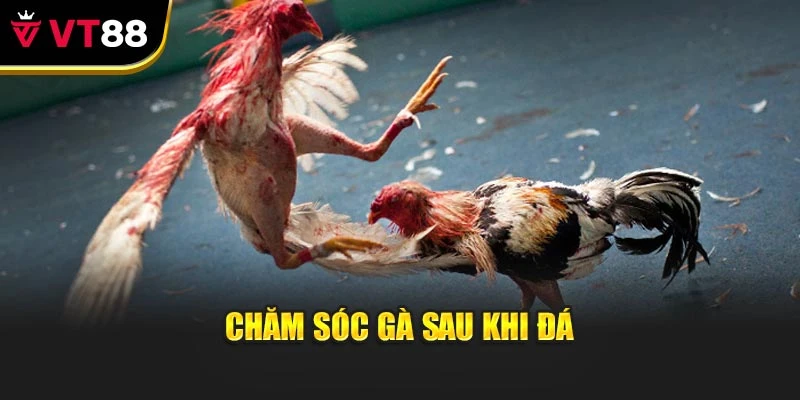 Chăm sóc gà sau khi đá