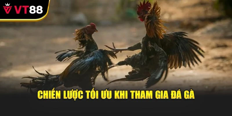 Chiến lược tối ưu khi tham gia đá gà