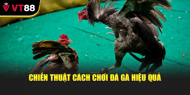 Chiến thuật cách chơi đá gà hiệu quả