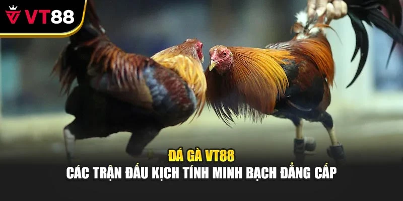 Đá Gà Vt88 - Các Trận Đấu Kịch Tính Minh Bạch Đẳng Cấp