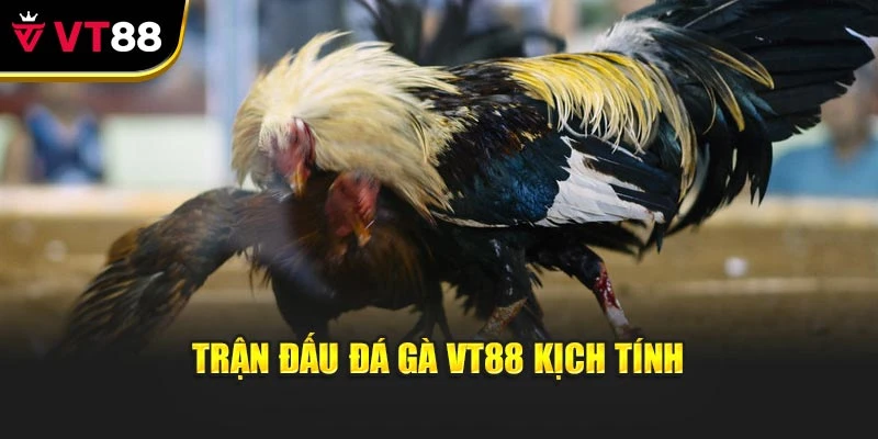 Trận đấu đá gà vt88 kịch tính