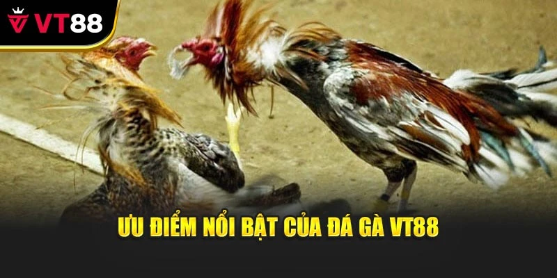 Ưu điểm nổi bật của đá gà vt88